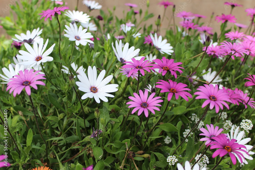 pink and white flowers pink and white flowers