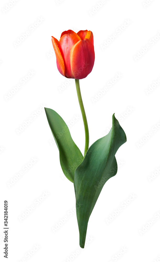 Red-yellow blooming tulip isolated on white background. Spring flowers. Red-yellow blooming tulip isolated on white background. Spring flowers.