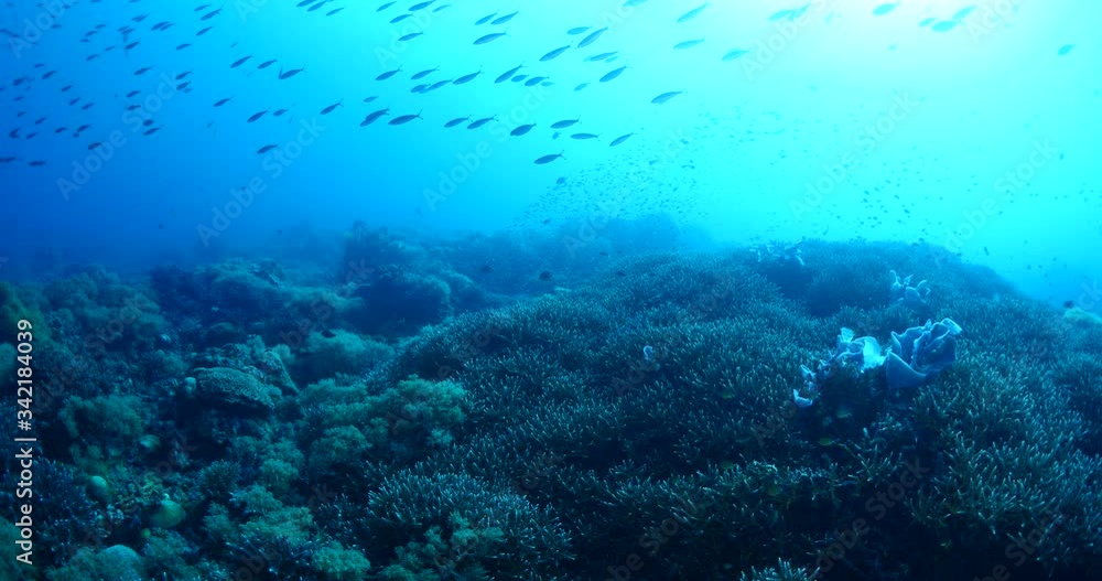 underwater scenery of tropical ocean with corals and fish scenery underwater scenery of tropical ocean with corals and fish scenery