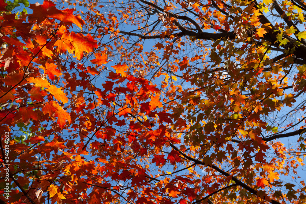 Foliage Foliage