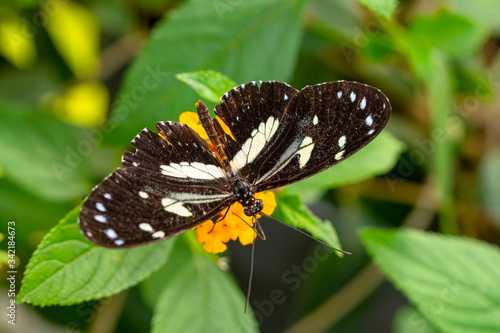 Beautiful heliconius butterfly sitting on flower in a summer garden