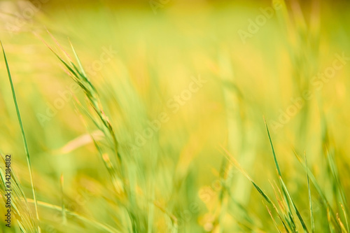 Soft focus - juicy fresh green grass glistens in the sun. Sunny summer background.