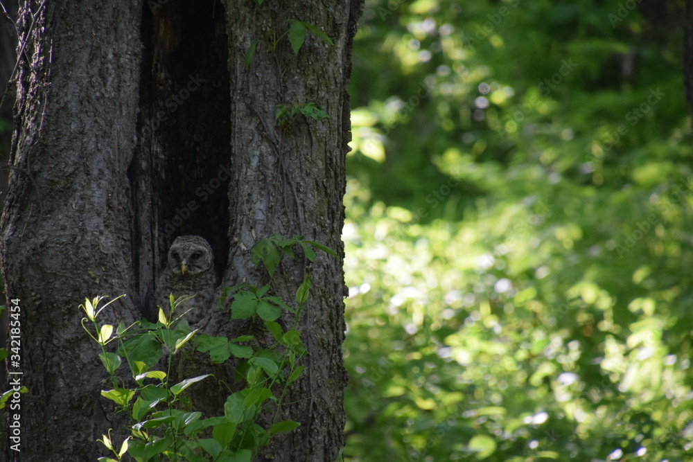 Owl in tree Owl in tree