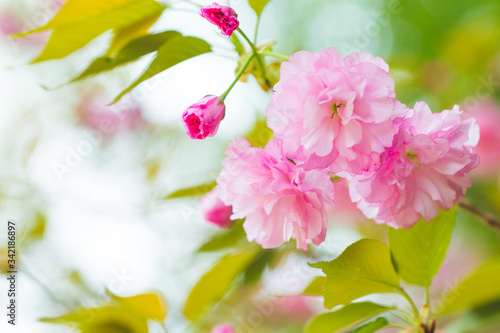 blossom flower blooming pink floral leaves leaf tree plant plants nature petal petals  botanical botany scenery beauty color colors garden springtime  spring fragrant macro closeup 