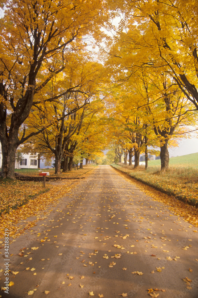 Leaves are turning yellow alongside a rural road in Peacham, Vermont