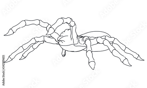 Vector illustration of a spider. Abstract linear insect.