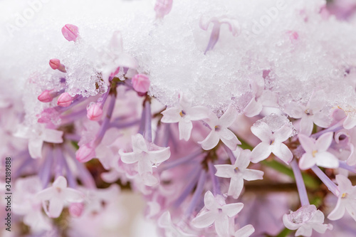 Lilac flowers covered with snow and ice