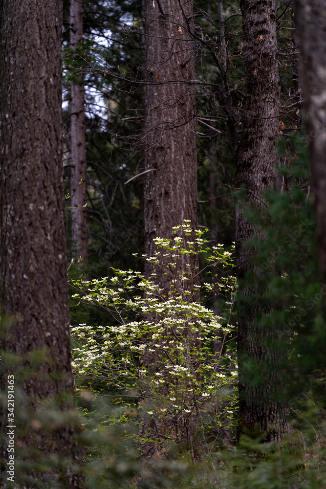 Dogwood Blooming In The Forest