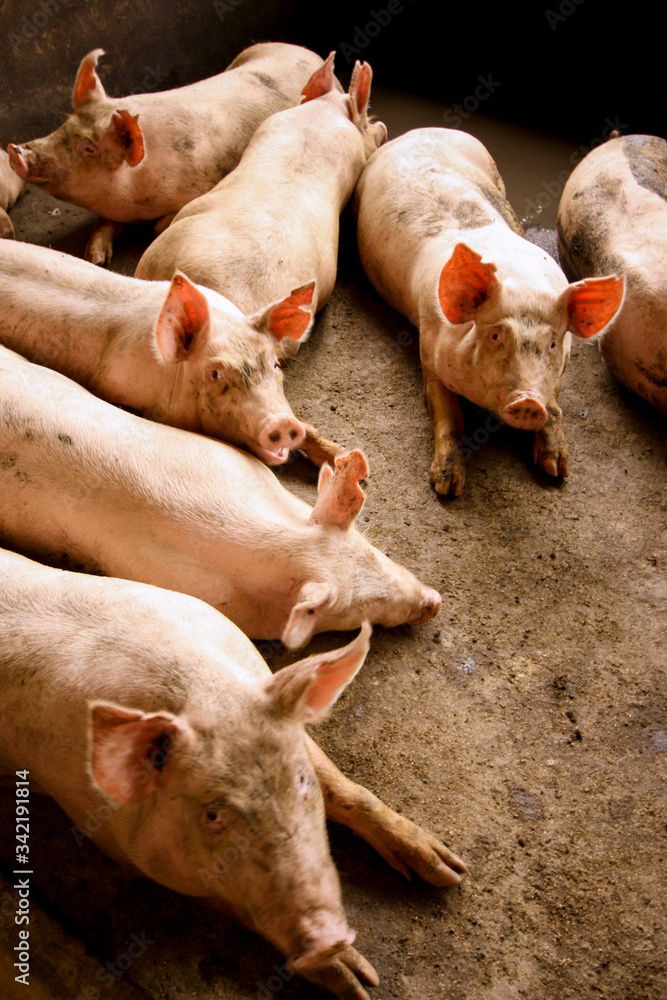 Porcos rosados deitados no chiqueiro Porcos rosados deitados no chiqueiro