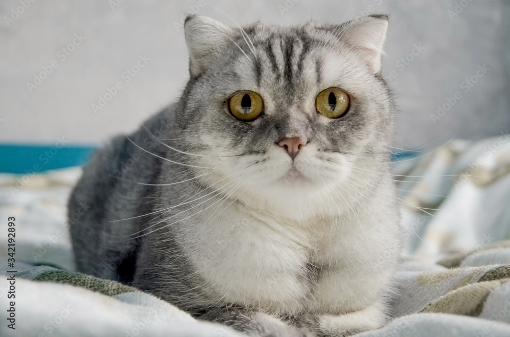 A beautiful fluffy tabby cat lies on a bed in a bright room near the window of the house. Closeup portrait of a cute surprised cat in the morning, isolation of young animals at home during quarantine