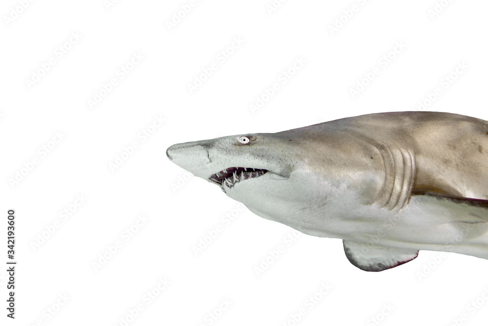 Naklejka premium White shark in the profile view isolated