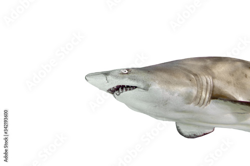White shark in the profile view isolated