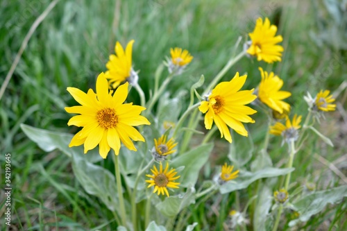 Arrowleaf Balsamroot plant - AKA  Okanagan Daisy 