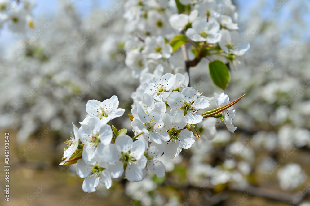 Pear flower in full bloom in spring