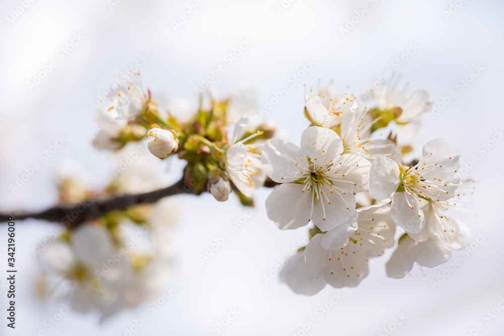 Full Blossoming Cherry Tree Branch With White Flowers, Macro, Close Up