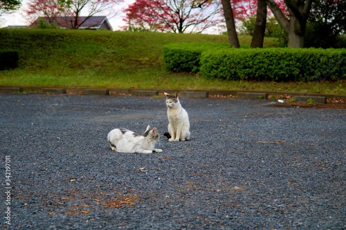 ねこ　2匹　公園　のらねこ　白猫