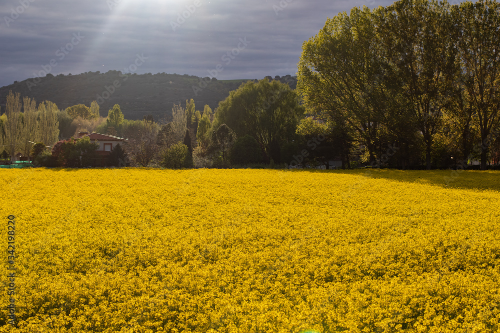 Obraz premium Beautiful field of yellow flowers with trees at sunset. Rapeseed cultivation for oil production in Spain.