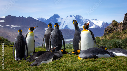 Fotografia, Obraz king penguin colony in South Georgia with mountians