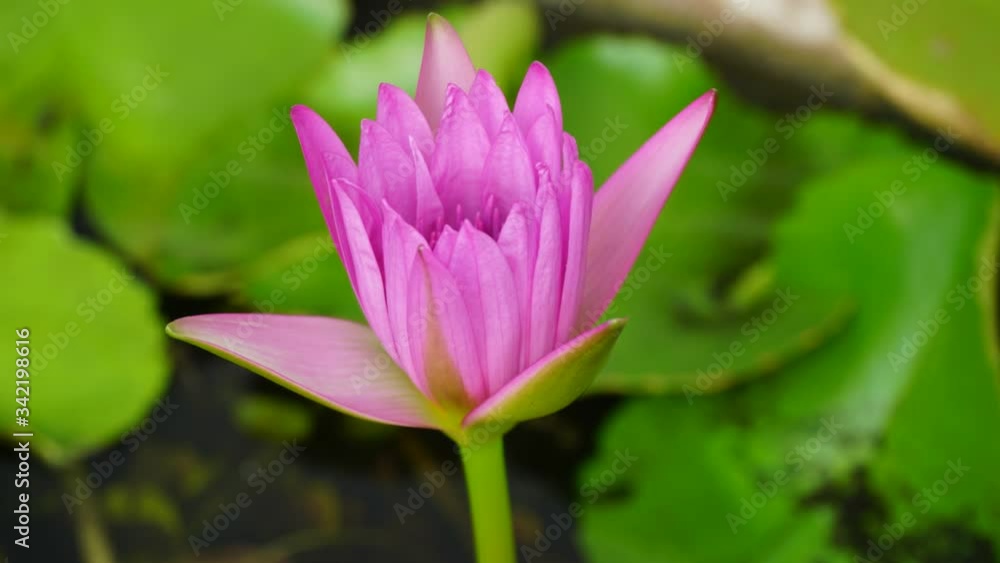 Time-lapse Lotus blooming flower in the pond in the morning. Time-lapse Lotus blooming flower in the pond in the morning.