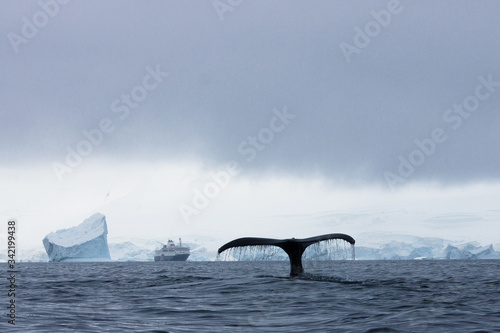 whale tail breaching in Antarctic 