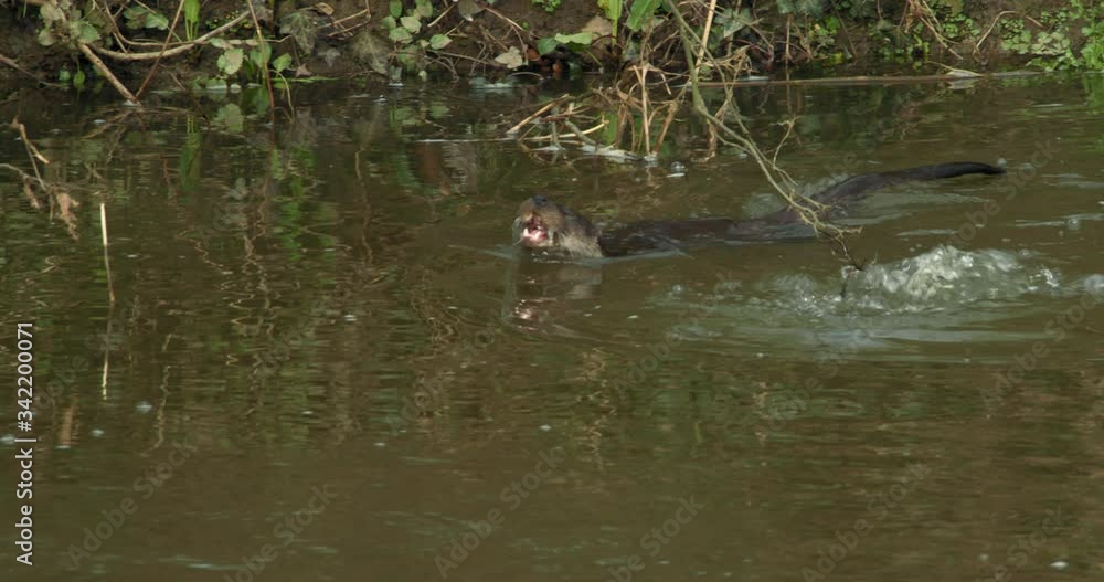 Eurasian otters (Lutra lutra) swimming in river, Blandford Forum, Dorset, UK Eurasian otters (Lutra lutra) swimming in river, Blandford Forum, Dorset, UK