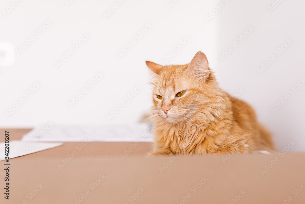 Cute ginger cat in cardboard box on floor at home
