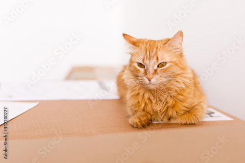 Cute ginger cat in cardboard box on floor at home