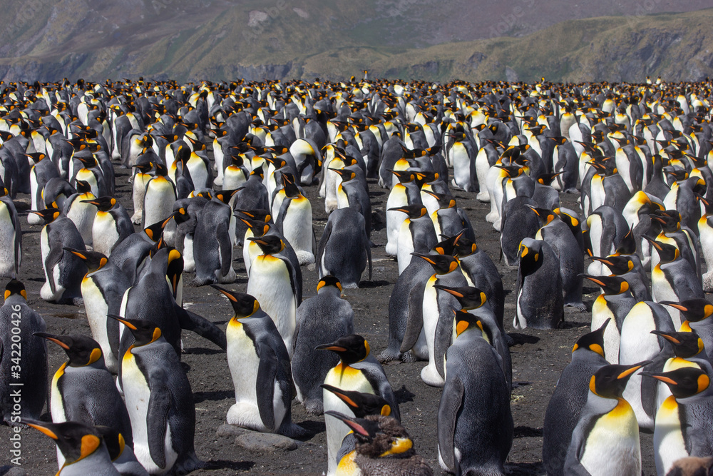 king penguin colony - obrazy, fototapety, plakaty 