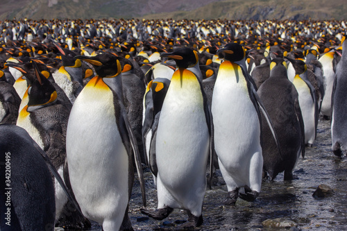 Fotografering King penguin colony marching