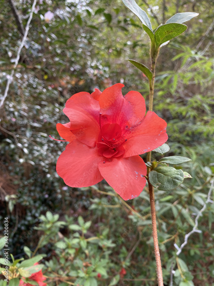 red hibiscus flower