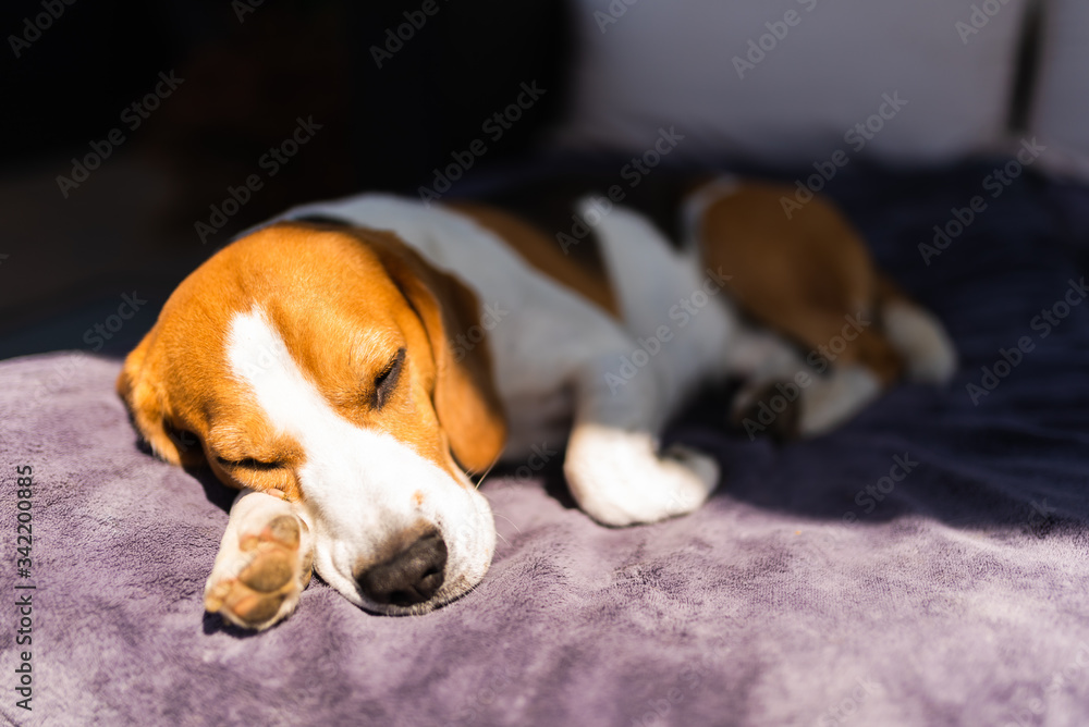 Beagle dog tired sleeps on a couch outdoors in sun.