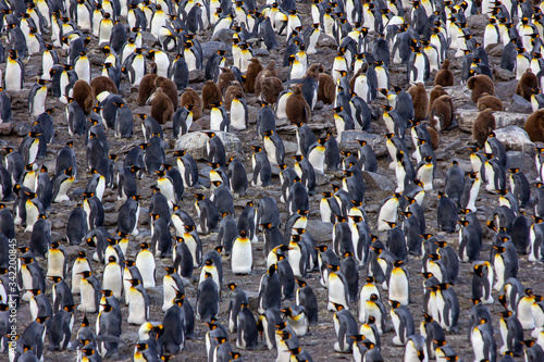 king penguin colony in south georgia