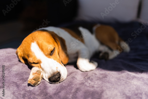 Beagle dog tired sleeps on a couch outdoors in sun. © Przemyslaw Iciak