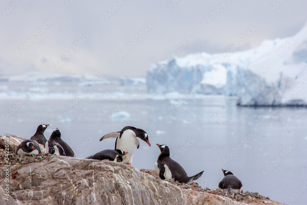 Fototapeta premium penguins in antarctica