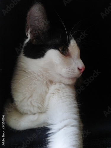 gato negro con blanco