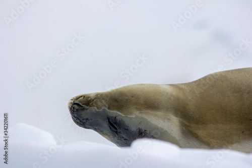 sleeping fur seal