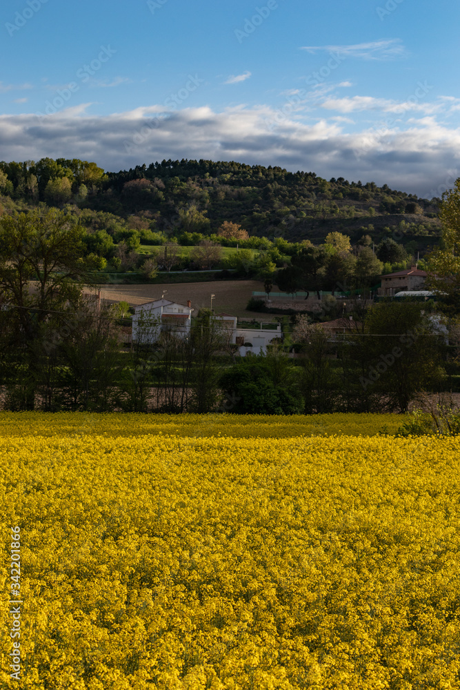 Beautiful field of yellow flowers with trees at sunset in front of a town. Rapeseed cultivation for oil production in Spain.