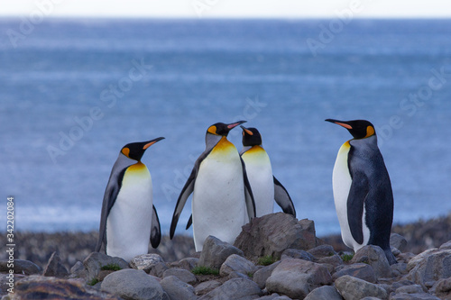 penguins on the rocks global warming