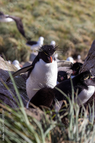 macaroni penguin on rocks