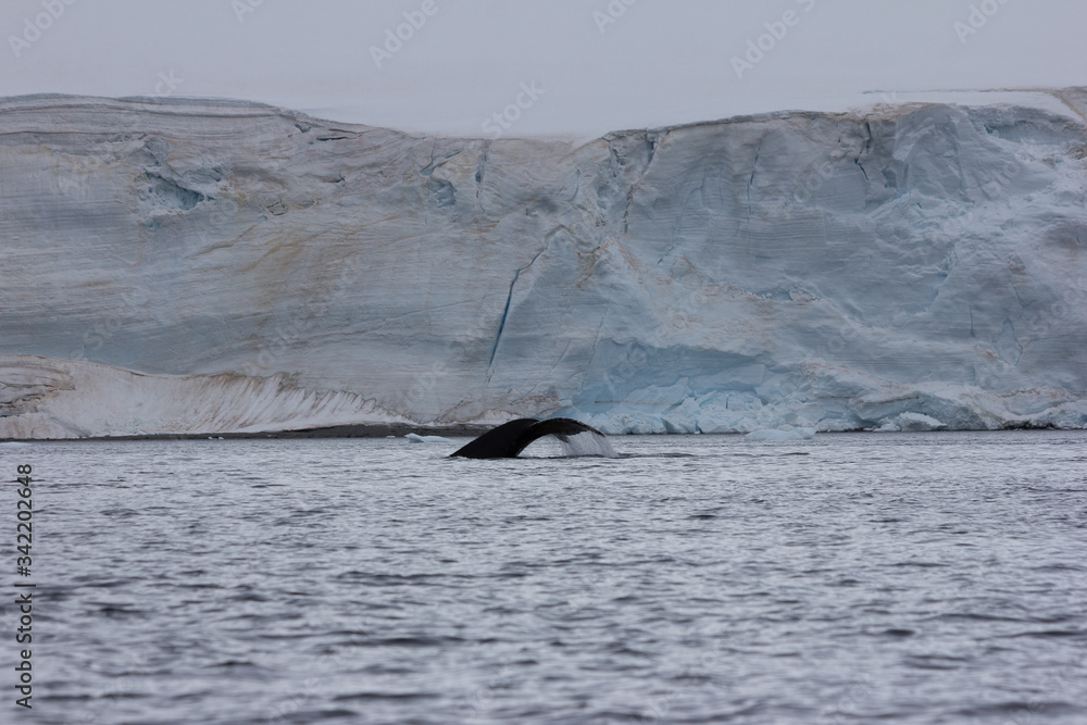 Obraz premium humpback whale tail