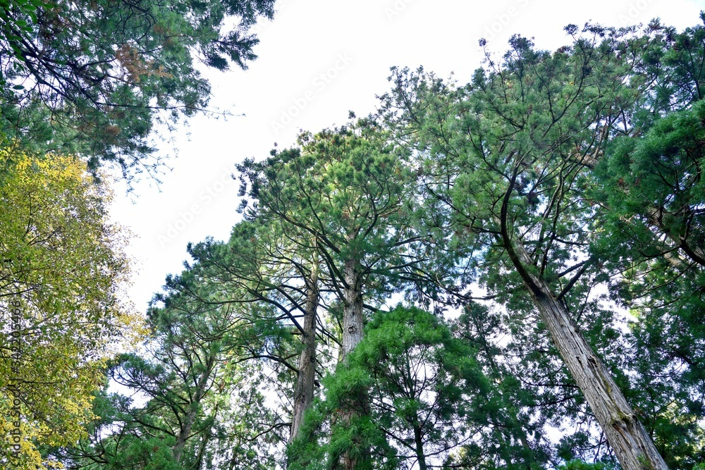 Fototapeta premium お寺の境内で見上げる杉の大木と黄葉のコラボ情景＠鳥取