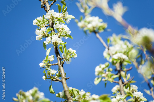 pear tree white flower blossom branch flowering spring orchard fruit growing blue sky ecology background 
