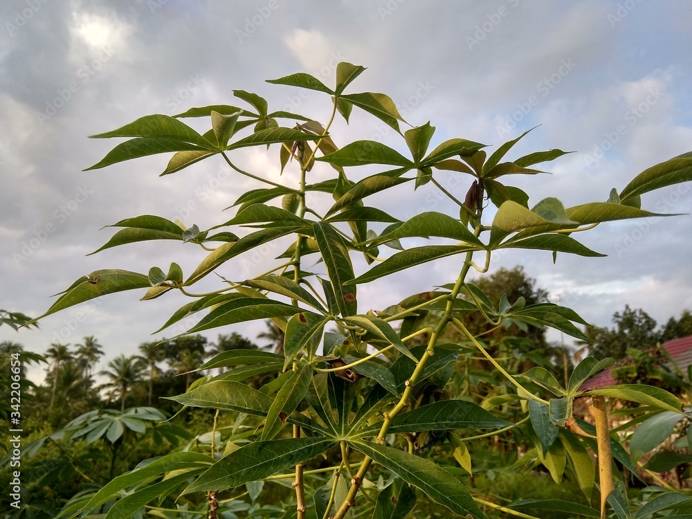 cassava leaves