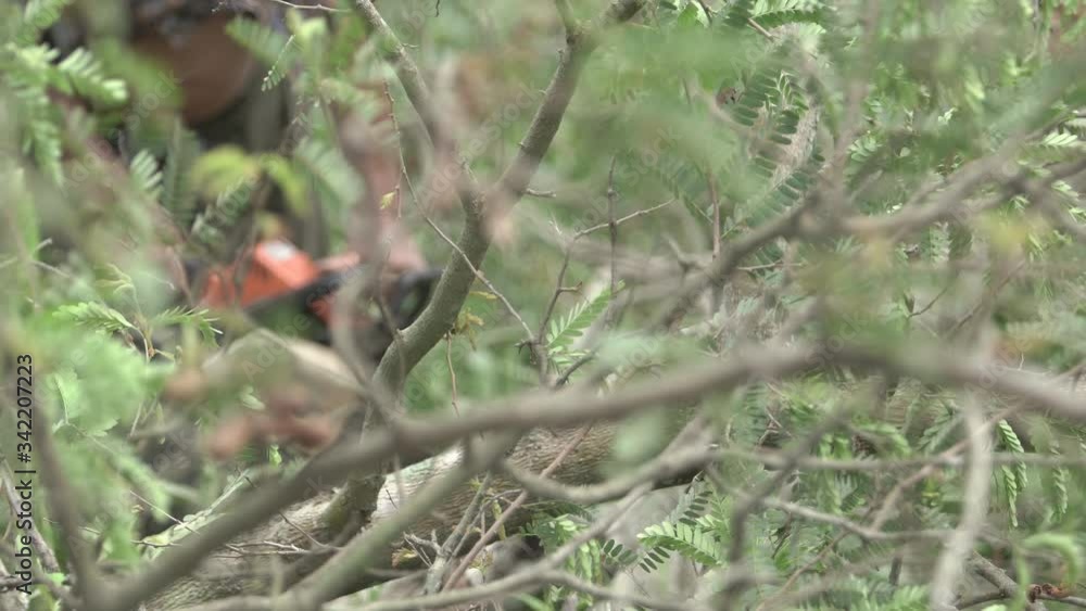 Cutting through wood with chainsaw .Man using machine saw while cutting tree. Cutting through wood with chainsaw .Man using machine saw while cutting tree.