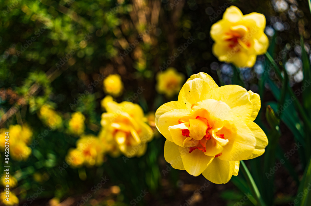 Yellow Daffodil Narcissus flowers outdors in spring. Nature flowers background
