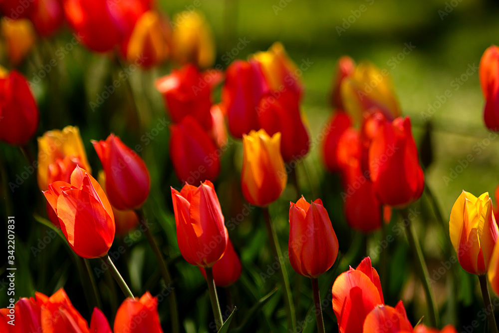 Orange and yellow tulips field. Floral background. Spring blooming time.