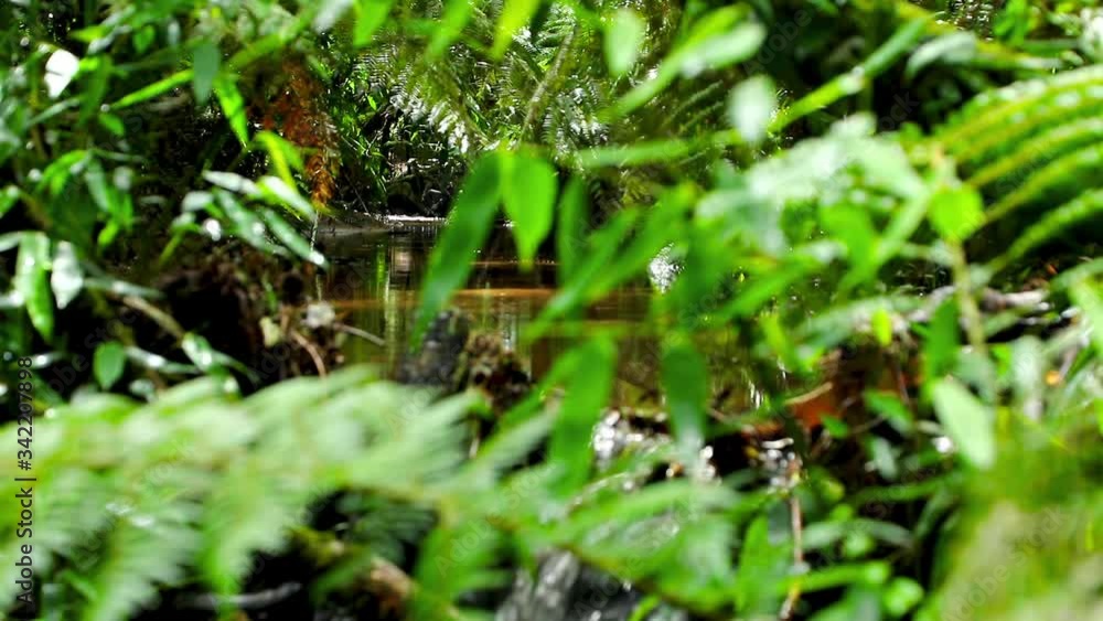 Fresh green bushes in a tropical rain forest with calm river water flowing down the jungle. Calm relaxing background. Fresh green bushes in a tropical rain forest with calm river water flowing down the jungle. Calm relaxing background.