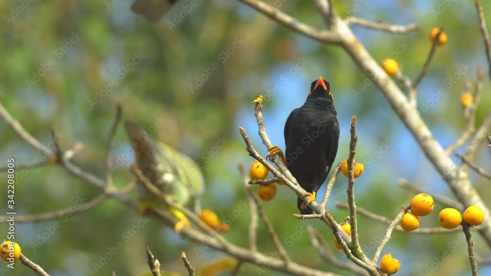 Hill Myna ,starling sitting on a Fig tree eating orange fruits in the background a green Pigeon comes in to eat the fig, in the Western Ghats of India in Karnataka Hill Myna ,starling sitting on a Fig tree eating orange fruits in the background a green Pigeon comes in to eat the fig, in the Western Ghats of India in Karnataka