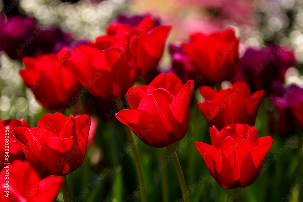 Red Tulips Bulbs blossom on flower bed flower bed, spring time. Red Tulips Bulbs blossom on flower bed flower bed, spring time.