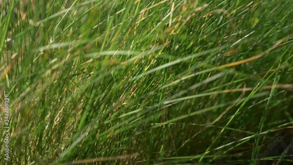 Spring new grass in small breeze. Spring new grass in small breeze.